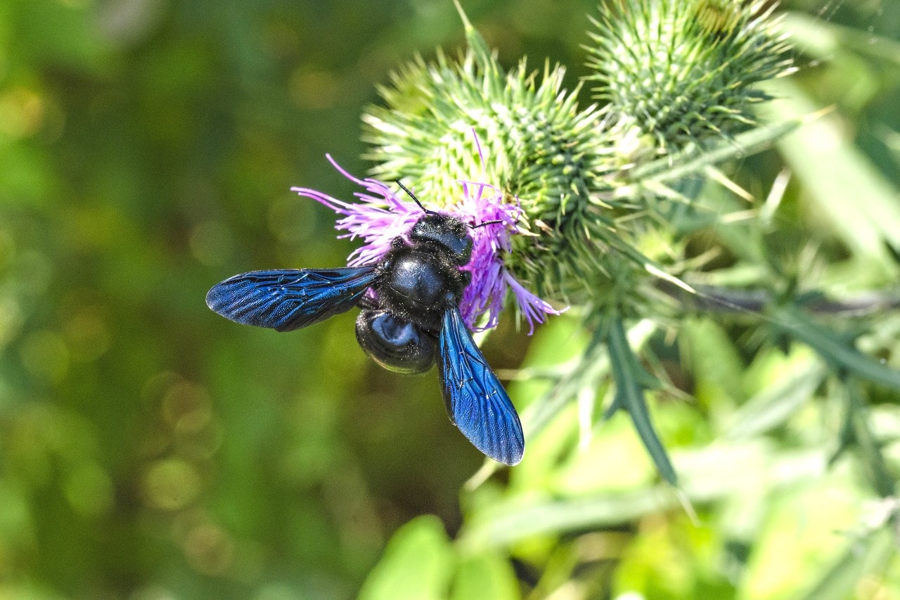 Seltene Wildbienen In Breitenlee